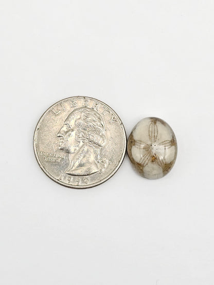 Sea Urchin (Sand Dollar) Fossil Cabochon – Mexican Echinoid