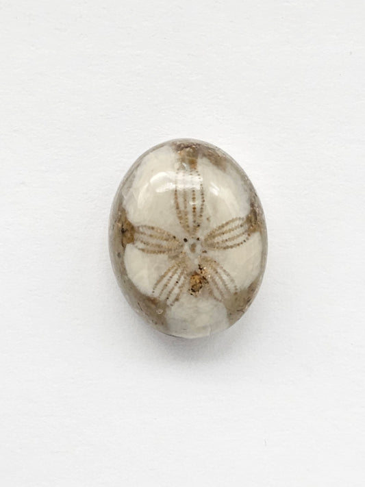 Sea Urchin (Sand Dollar) Fossil Cabochon – Mexican Echinoid