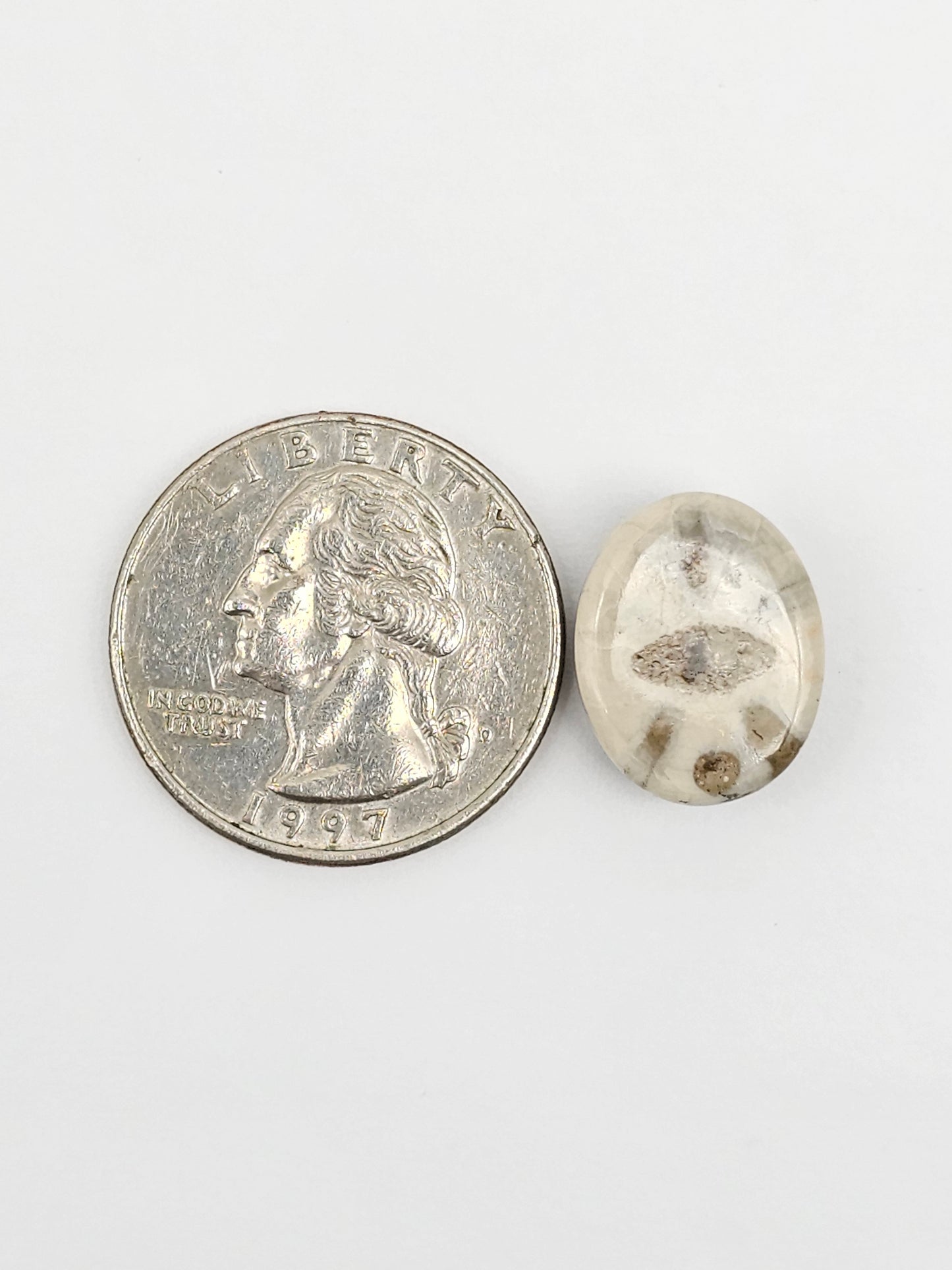Sea Urchin (Sand Dollar) Fossil Cabochon – Mexican Echinoid
