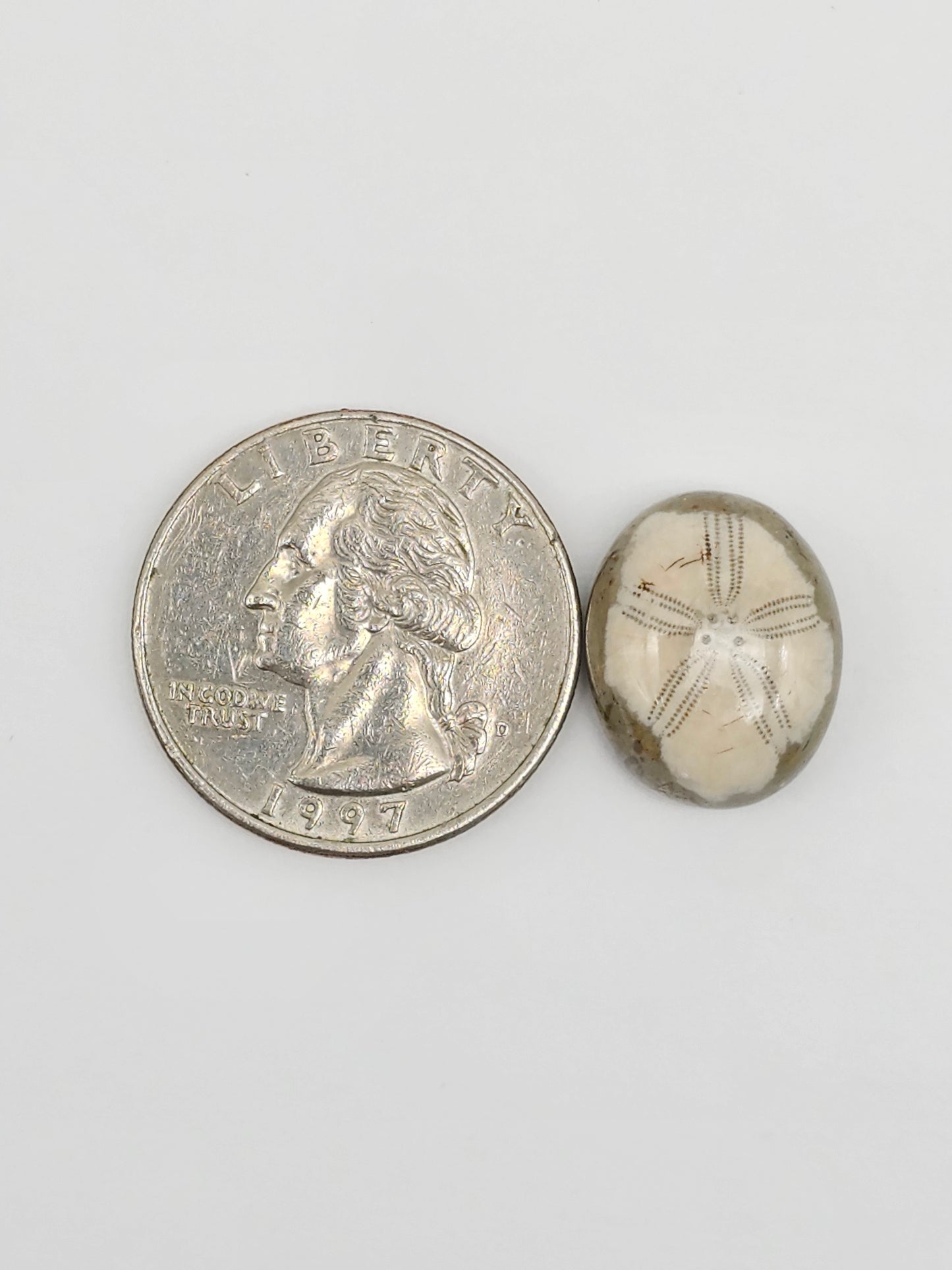 Sea Urchin (Sand Dollar) Fossil Cabochon – Mexican Echinoid