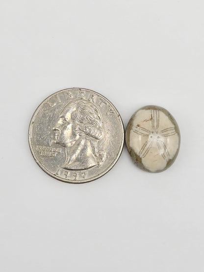 Sea Urchin (Sand Dollar) Fossil Cabochon – Mexican Echinoid