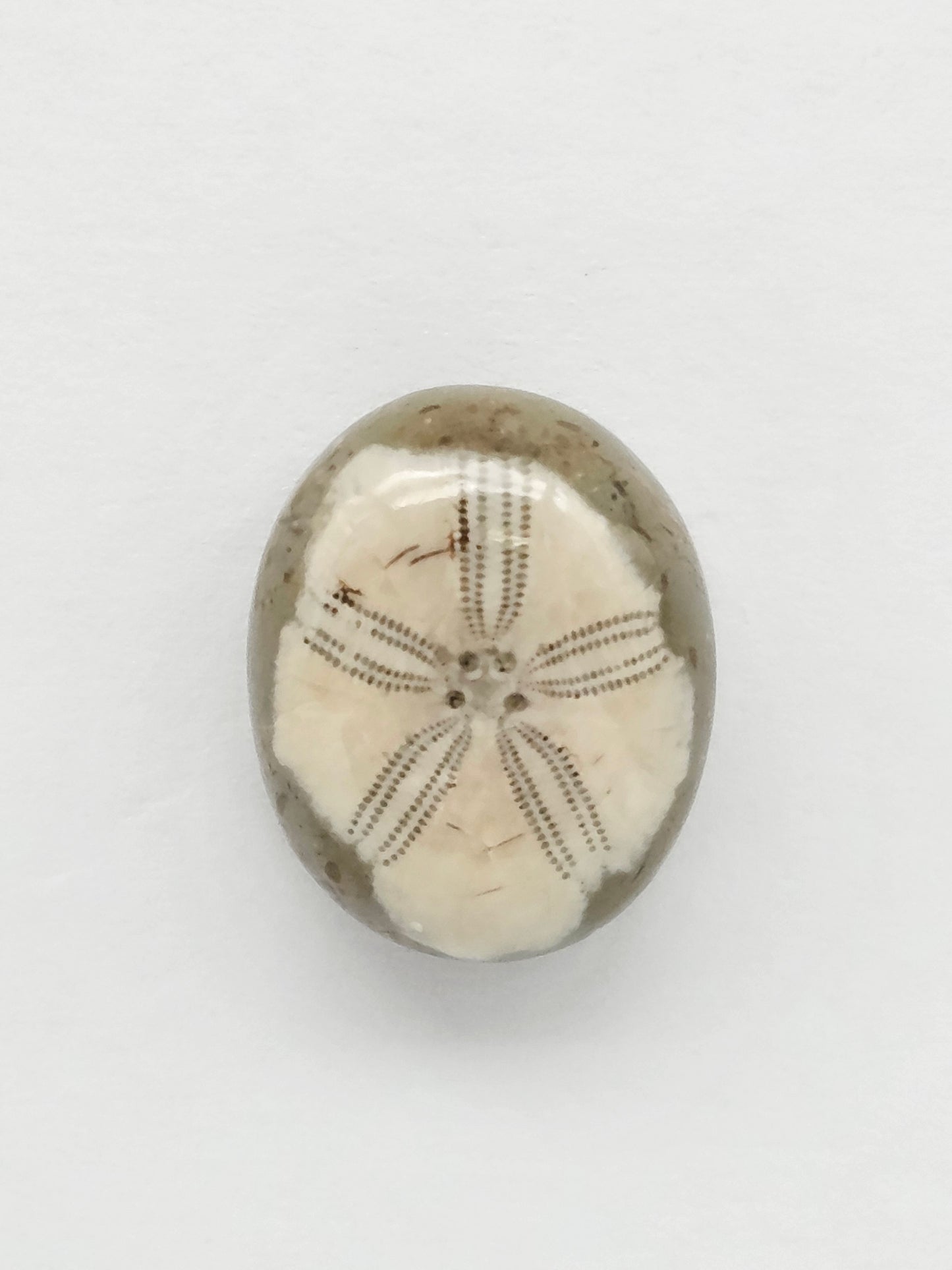 Sea Urchin (Sand Dollar) Fossil Cabochon – Mexican Echinoid
