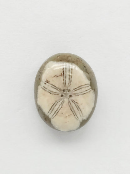Sea Urchin (Sand Dollar) Fossil Cabochon – Mexican Echinoid