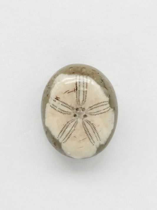 Sea Urchin (Sand Dollar) Fossil Cabochon – Mexican Echinoid