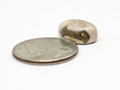 Sea Urchin (Sand Dollar) Fossil Cabochon – Mexican Echinoid