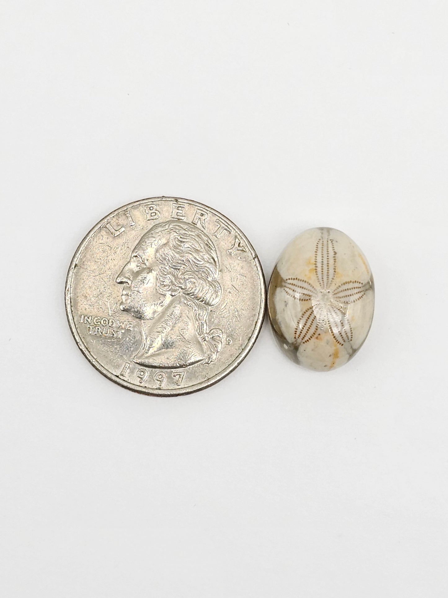 Sea Urchin (Sand Dollar) Fossil Cabochon – Mexican Echinoid