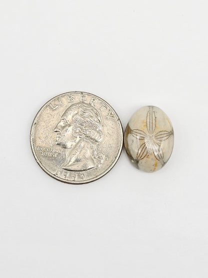 Sea Urchin (Sand Dollar) Fossil Cabochon – Mexican Echinoid