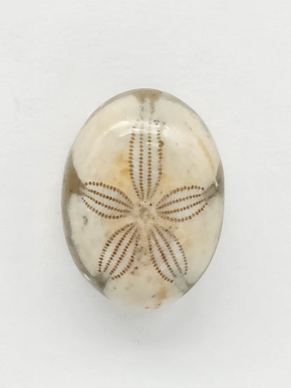 Sea Urchin (Sand Dollar) Fossil Cabochon – Mexican Echinoid