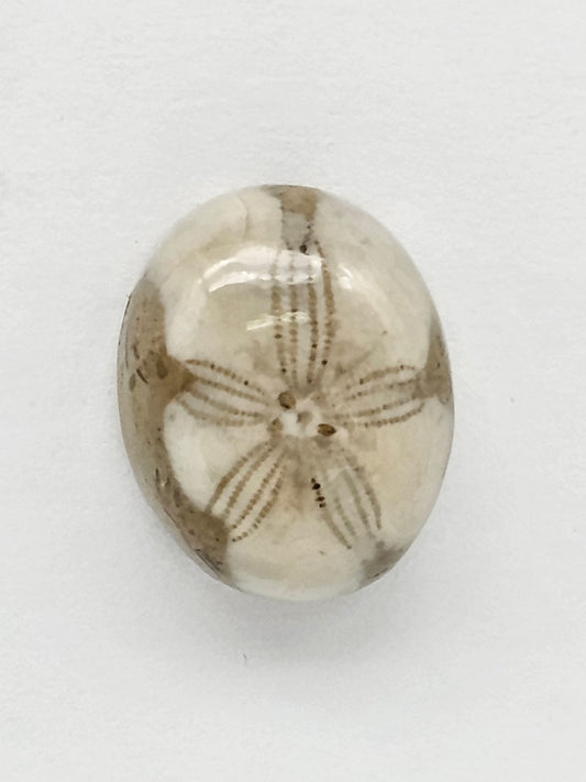 Sea Urchin (Sand Dollar) Fossil Cabochon – Mexican Echinoid