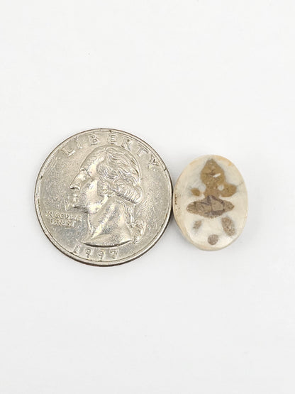 Sea Urchin (Sand Dollar) Fossil Cabochon – Mexican Echinoid