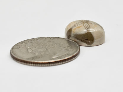 Sea Urchin (Sand Dollar) Fossil Cabochon – Mexican Echinoid