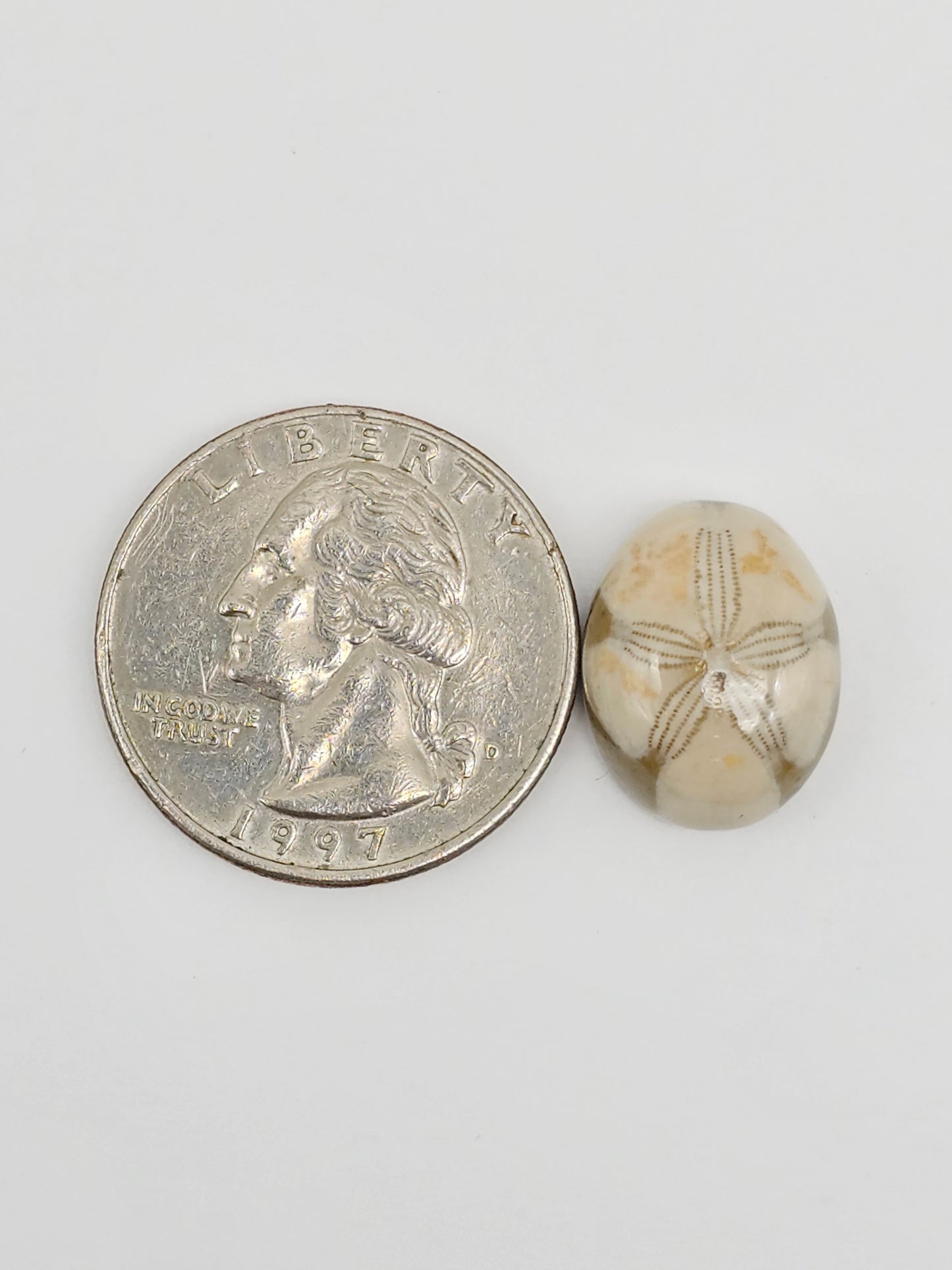 Sea Urchin (Sand Dollar) Fossil Cabochon – Mexican Echinoid
