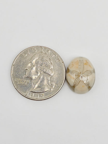 Sea Urchin (Sand Dollar) Fossil Cabochon – Mexican Echinoid