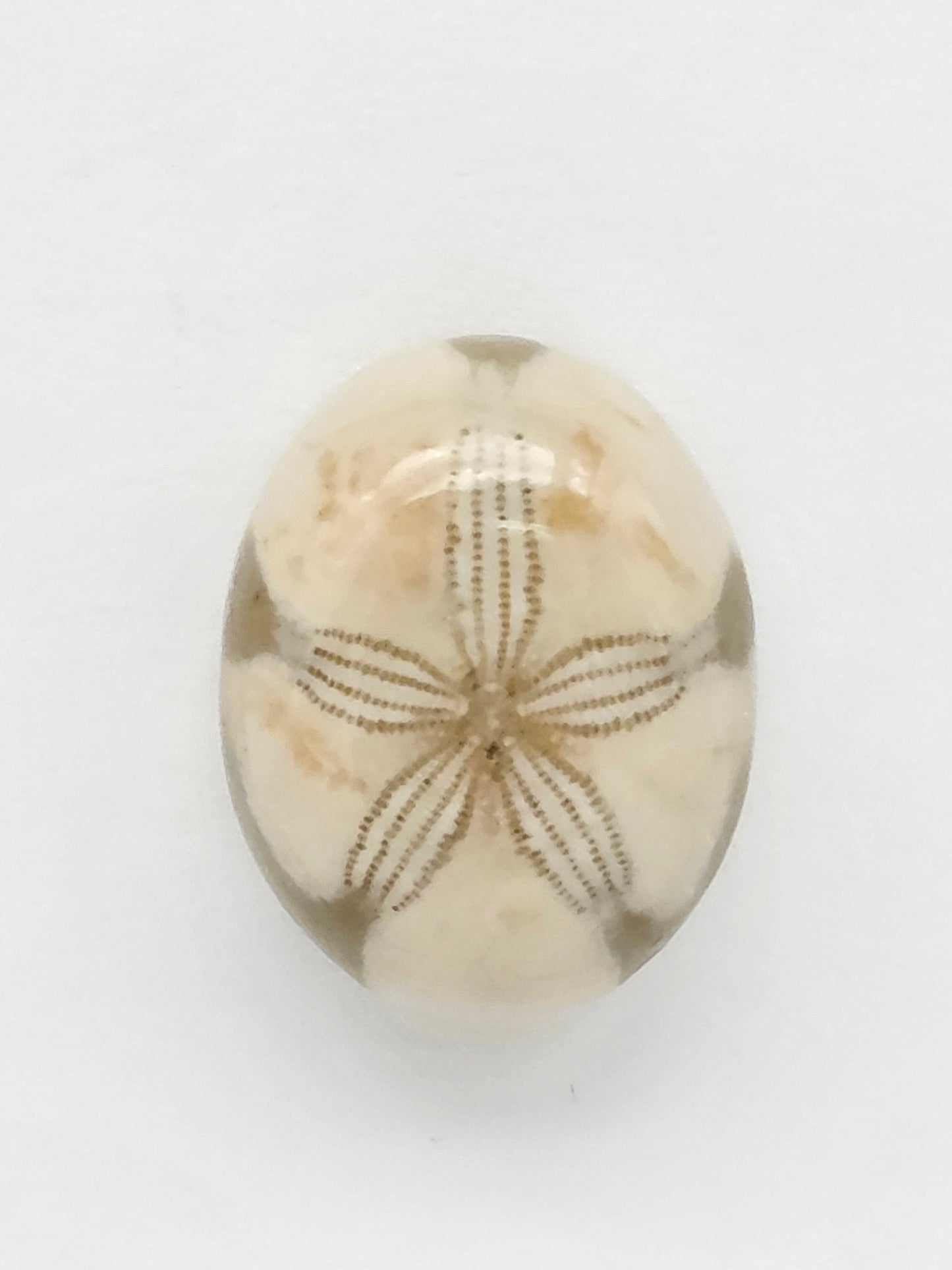 Sea Urchin (Sand Dollar) Fossil Cabochon – Mexican Echinoid