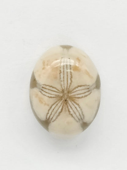 Sea Urchin (Sand Dollar) Fossil Cabochon – Mexican Echinoid