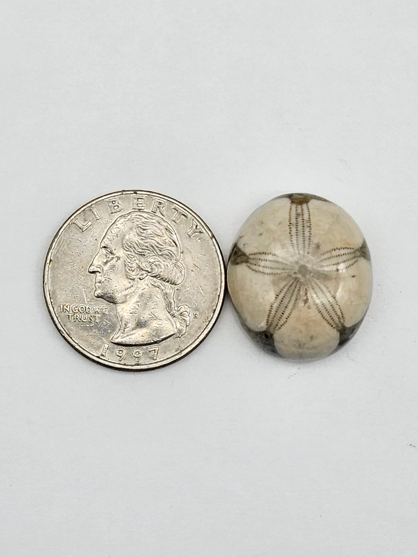 Sand dollar fossil medium