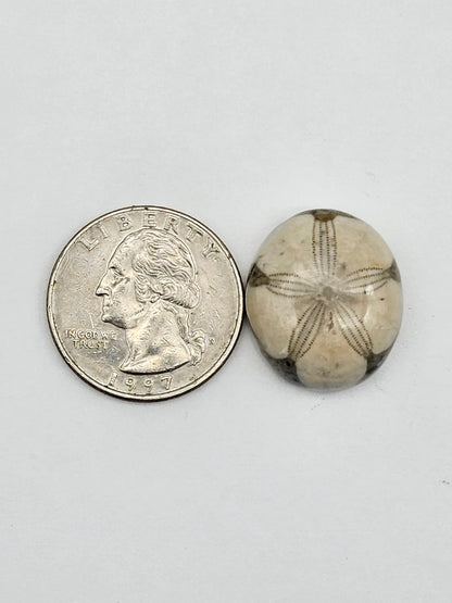 Sand dollar fossil medium