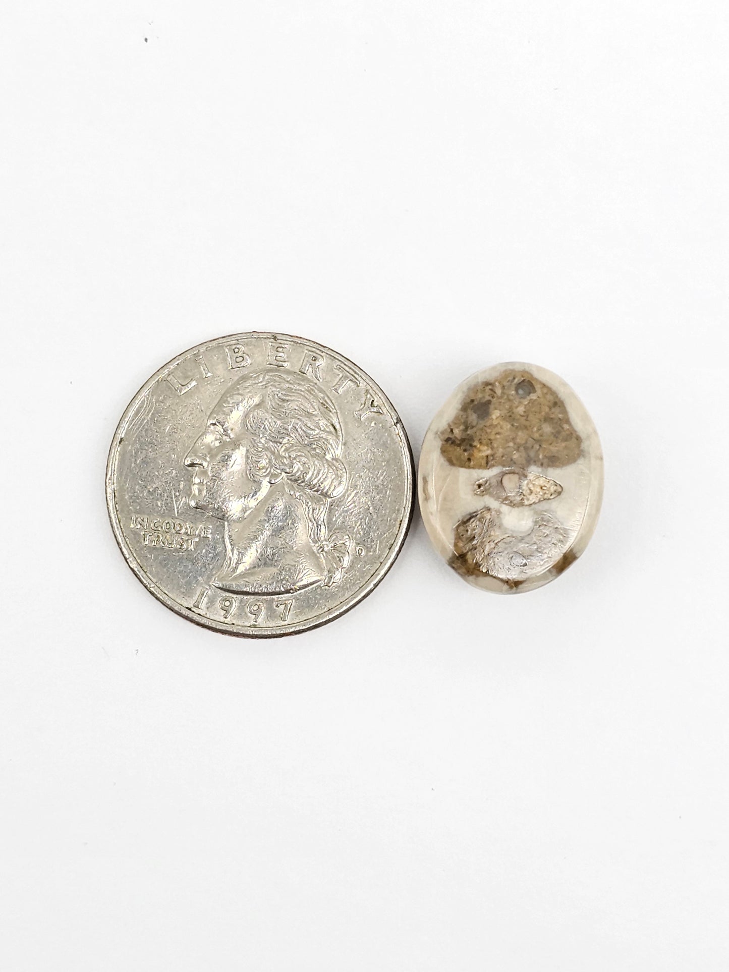 Sea Urchin (Sand Dollar) Fossil Cabochon – Mexican Echinoid