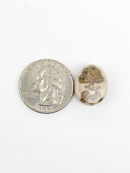 Sea Urchin (Sand Dollar) Fossil Cabochon – Mexican Echinoid