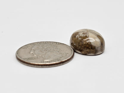 Sea Urchin (Sand Dollar) Fossil Cabochon – Mexican Echinoid