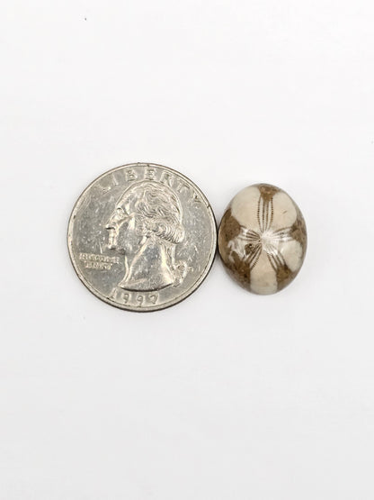 Sea Urchin (Sand Dollar) Fossil Cabochon – Mexican Echinoid