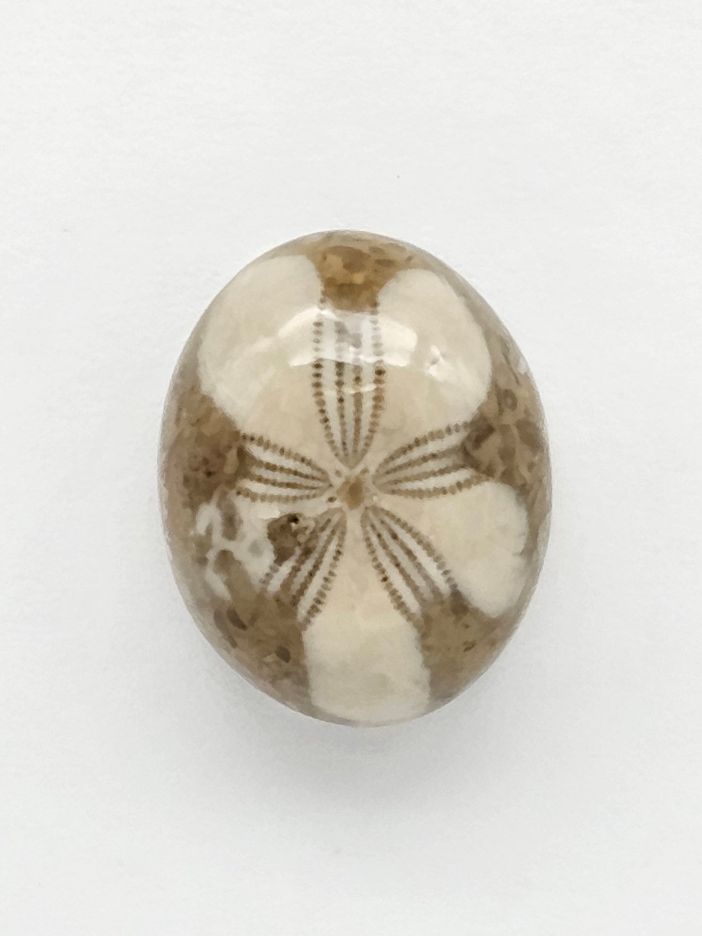Sea Urchin (Sand Dollar) Fossil Cabochon – Mexican Echinoid