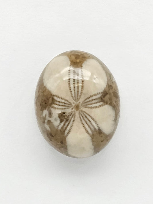 Sea Urchin (Sand Dollar) Fossil Cabochon – Mexican Echinoid