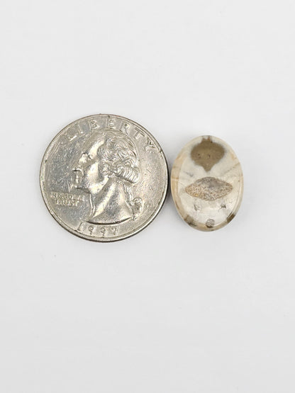 Sea Urchin (Sand Dollar) Fossil Cabochon – Mexican Echinoid