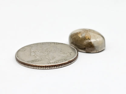 Sea Urchin (Sand Dollar) Fossil Cabochon – Mexican Echinoid