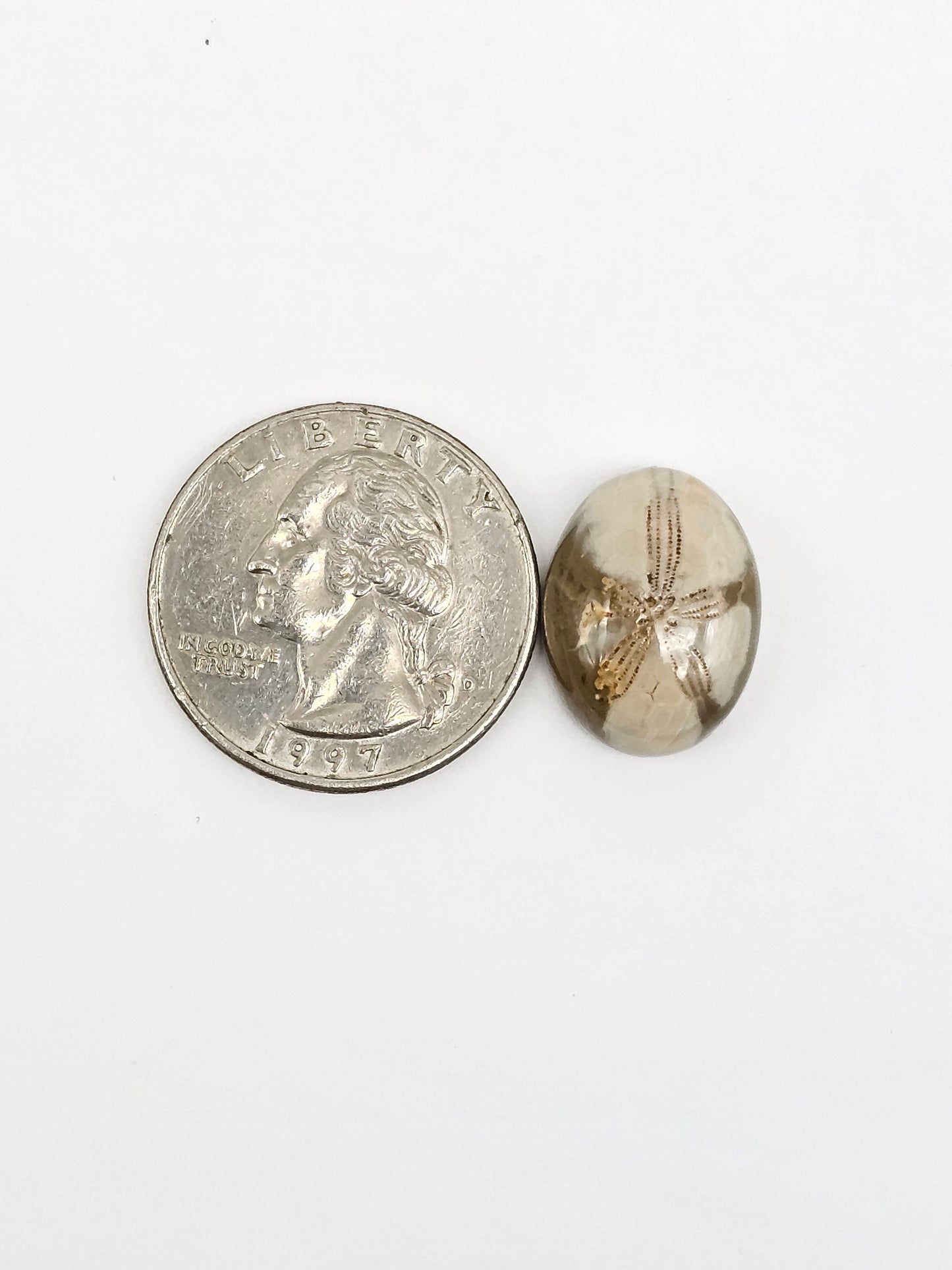 Sea Urchin (Sand Dollar) Fossil Cabochon – Mexican Echinoid