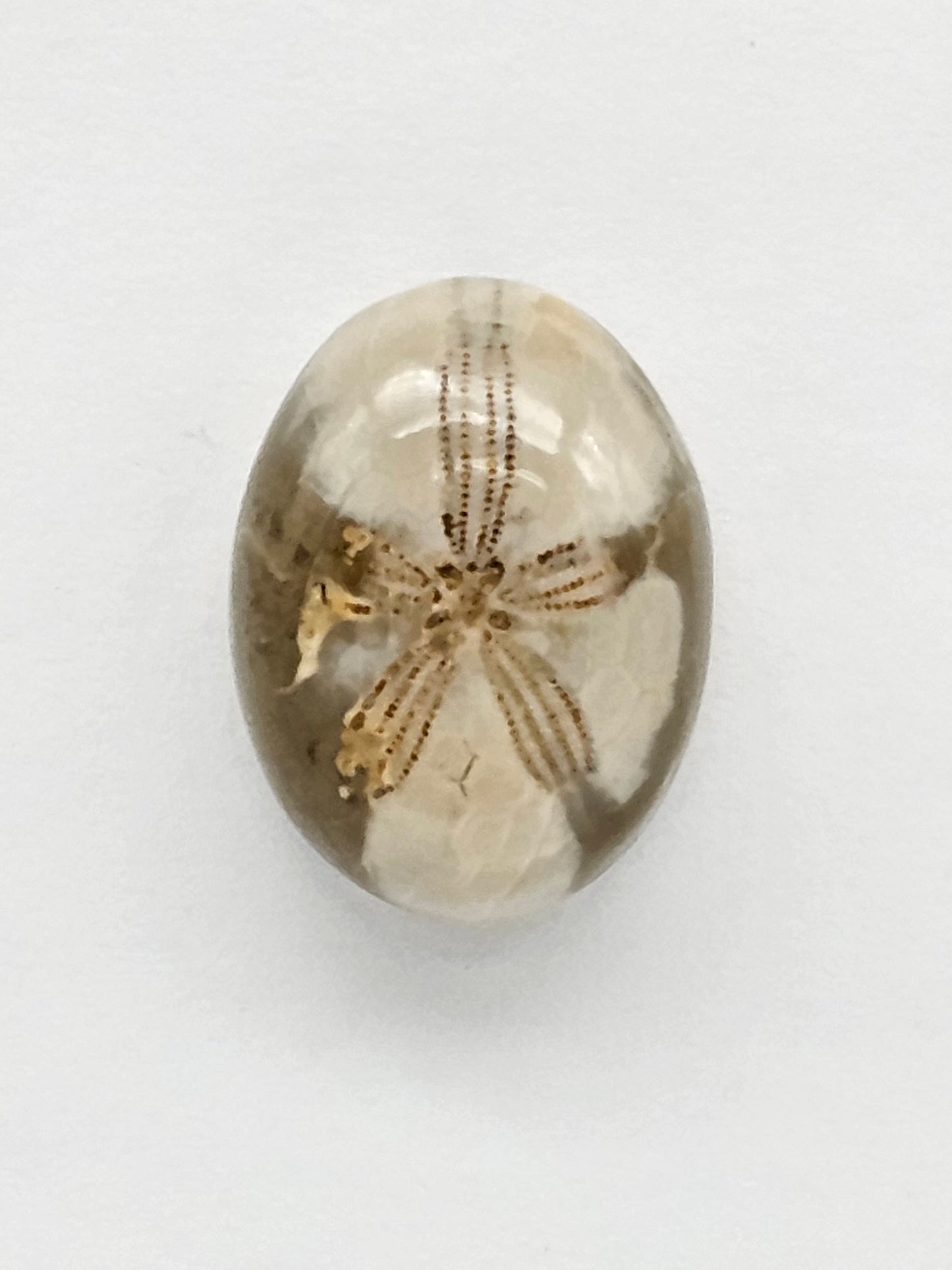 Sea Urchin (Sand Dollar) Fossil Cabochon – Mexican Echinoid