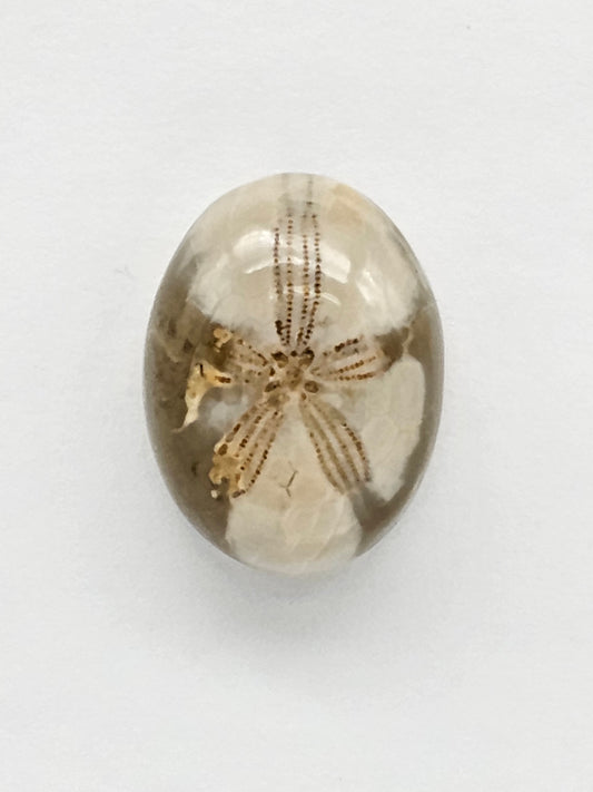 Sea Urchin (Sand Dollar) Fossil Cabochon – Mexican Echinoid