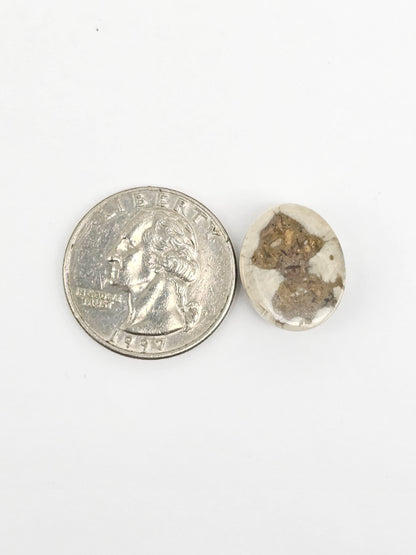 Sea Urchin (Sand Dollar) Fossil Cabochon – Mexican Echinoid