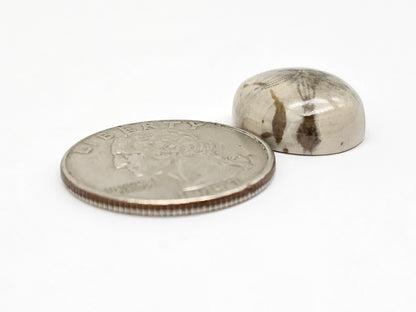 Sea Urchin (Sand Dollar) Fossil Cabochon – Mexican Echinoid