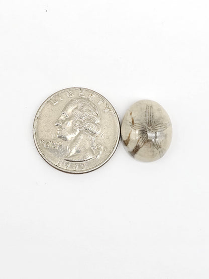 Sea Urchin (Sand Dollar) Fossil Cabochon – Mexican Echinoid