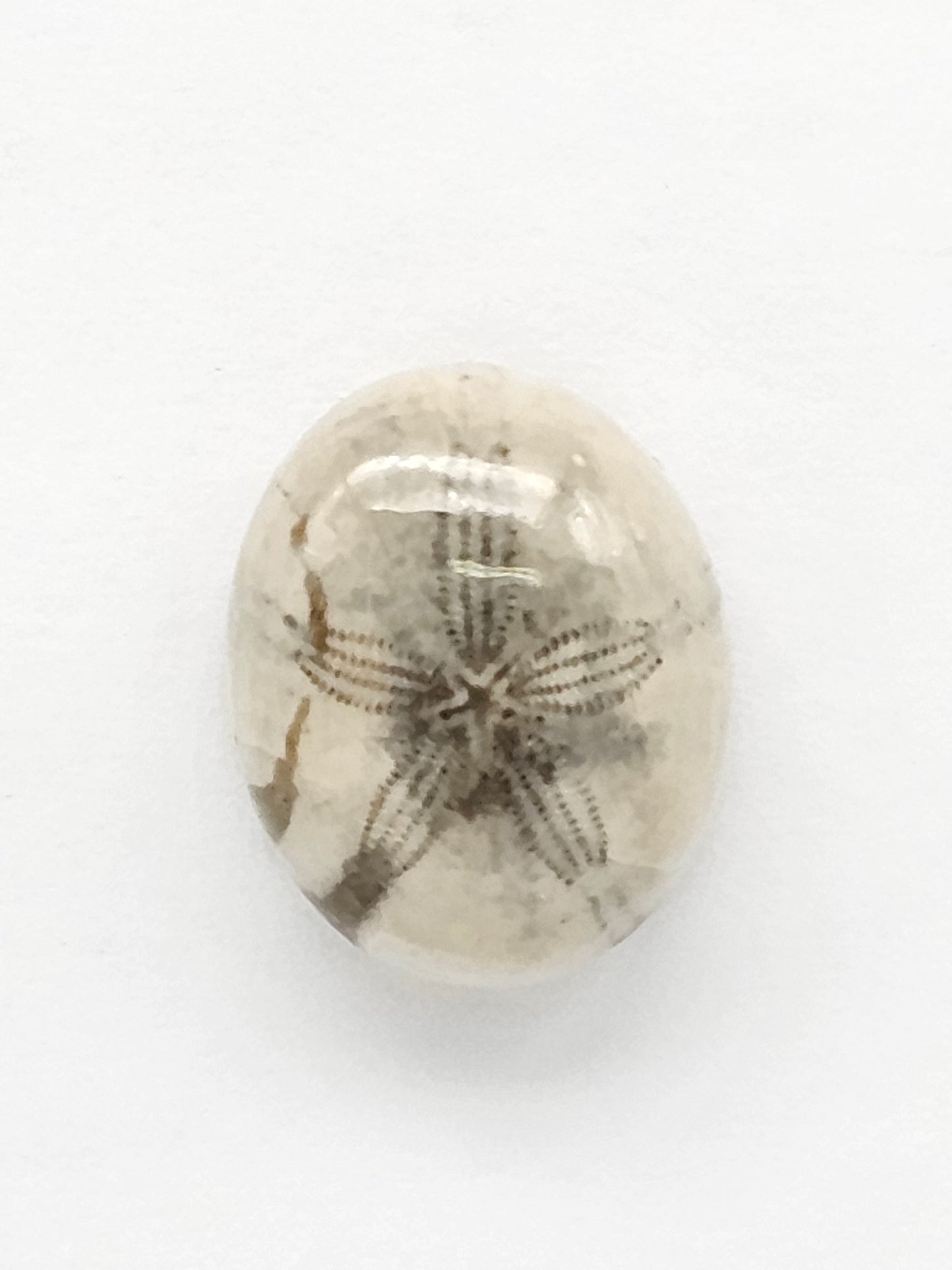Sea Urchin (Sand Dollar) Fossil Cabochon – Mexican Echinoid