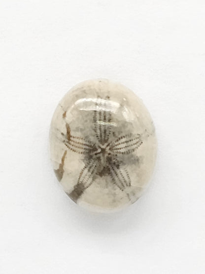 Sea Urchin (Sand Dollar) Fossil Cabochon – Mexican Echinoid