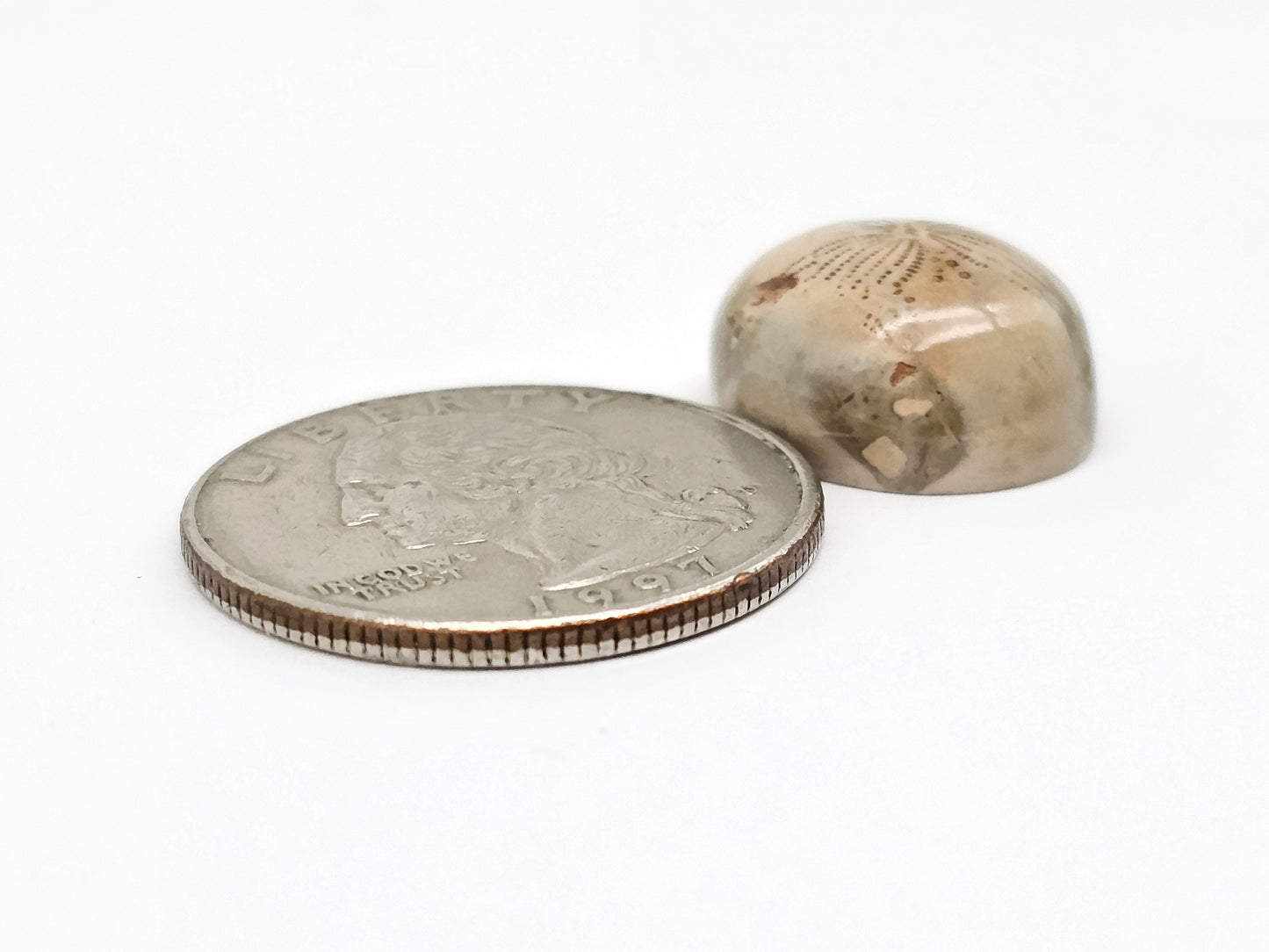 Sea Urchin (Sand Dollar) Fossil Cabochon – Mexican Echinoid