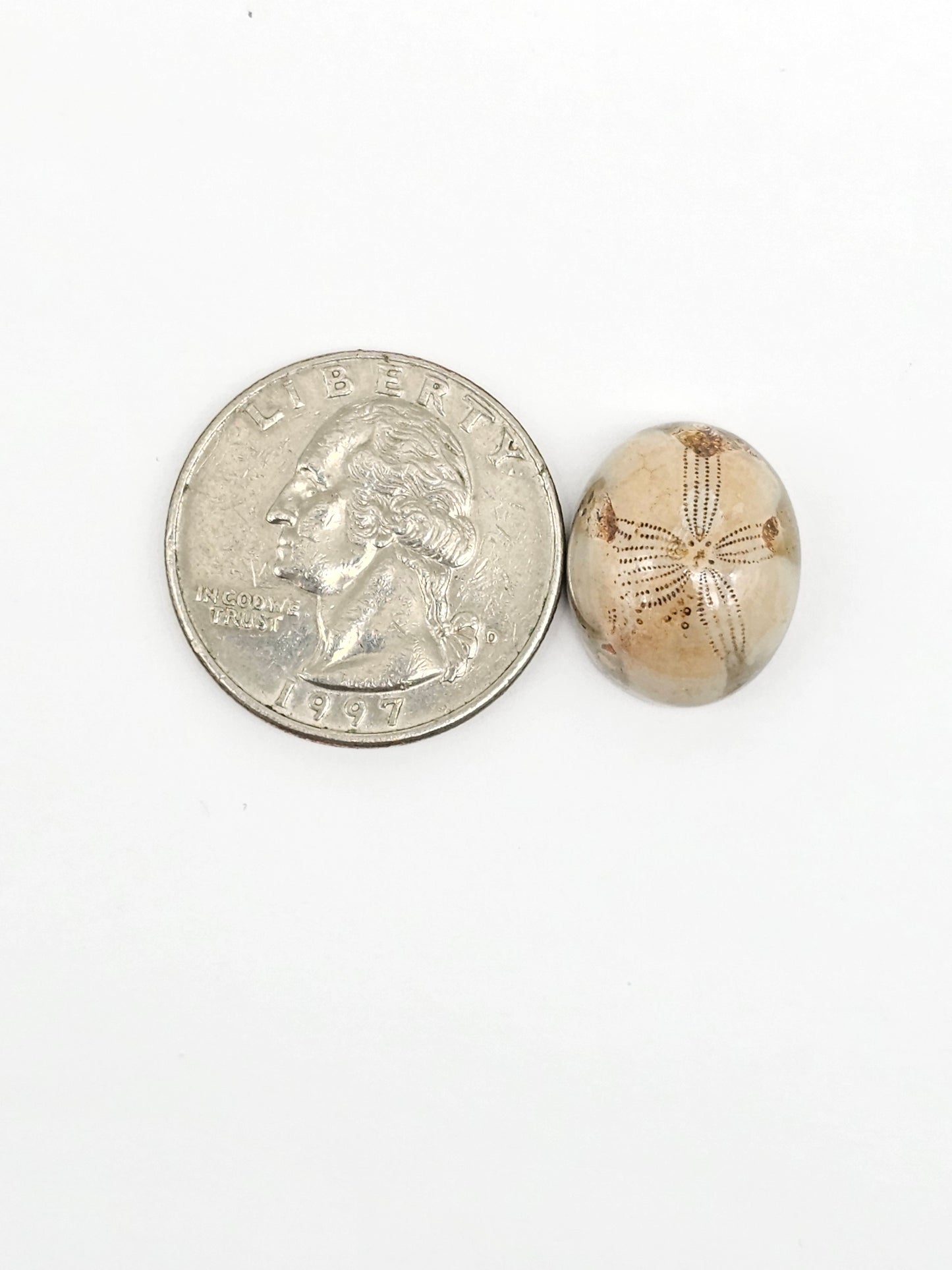 Sea Urchin (Sand Dollar) Fossil Cabochon – Mexican Echinoid