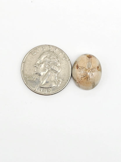 Sea Urchin (Sand Dollar) Fossil Cabochon – Mexican Echinoid