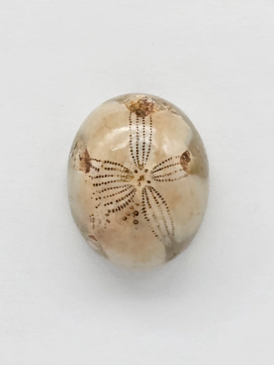 Sea Urchin (Sand Dollar) Fossil Cabochon – Mexican Echinoid