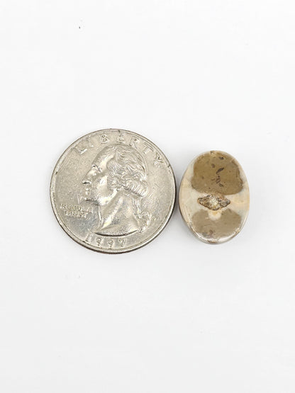 Sea Urchin (Sand Dollar) Fossil Cabochon – Mexican Echinoid