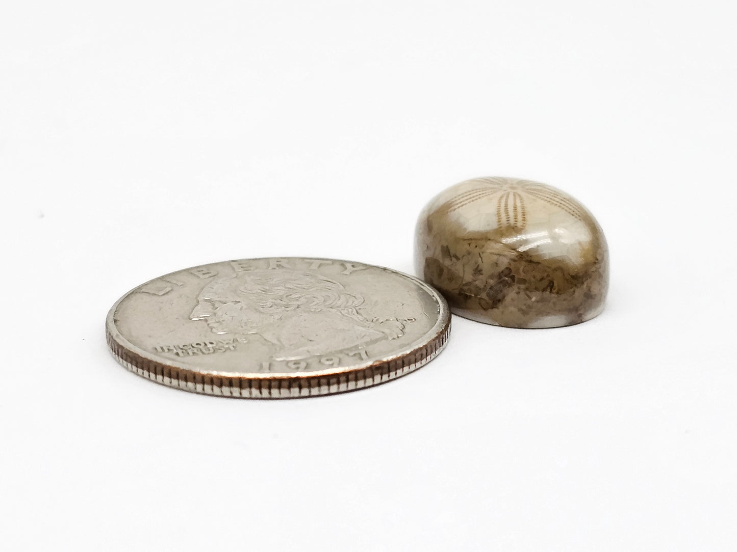 Sea Urchin (Sand Dollar) Fossil Cabochon – Mexican Echinoid