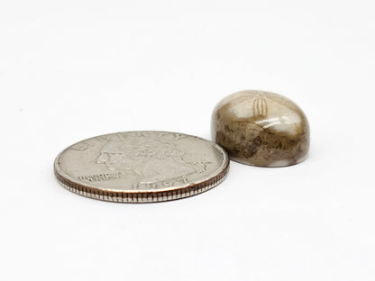 Sea Urchin (Sand Dollar) Fossil Cabochon – Mexican Echinoid