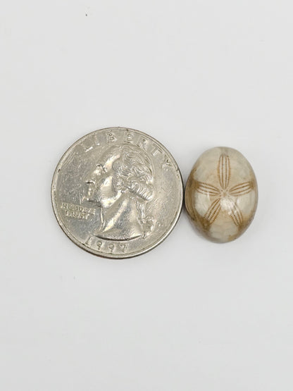 Sea Urchin (Sand Dollar) Fossil Cabochon – Mexican Echinoid