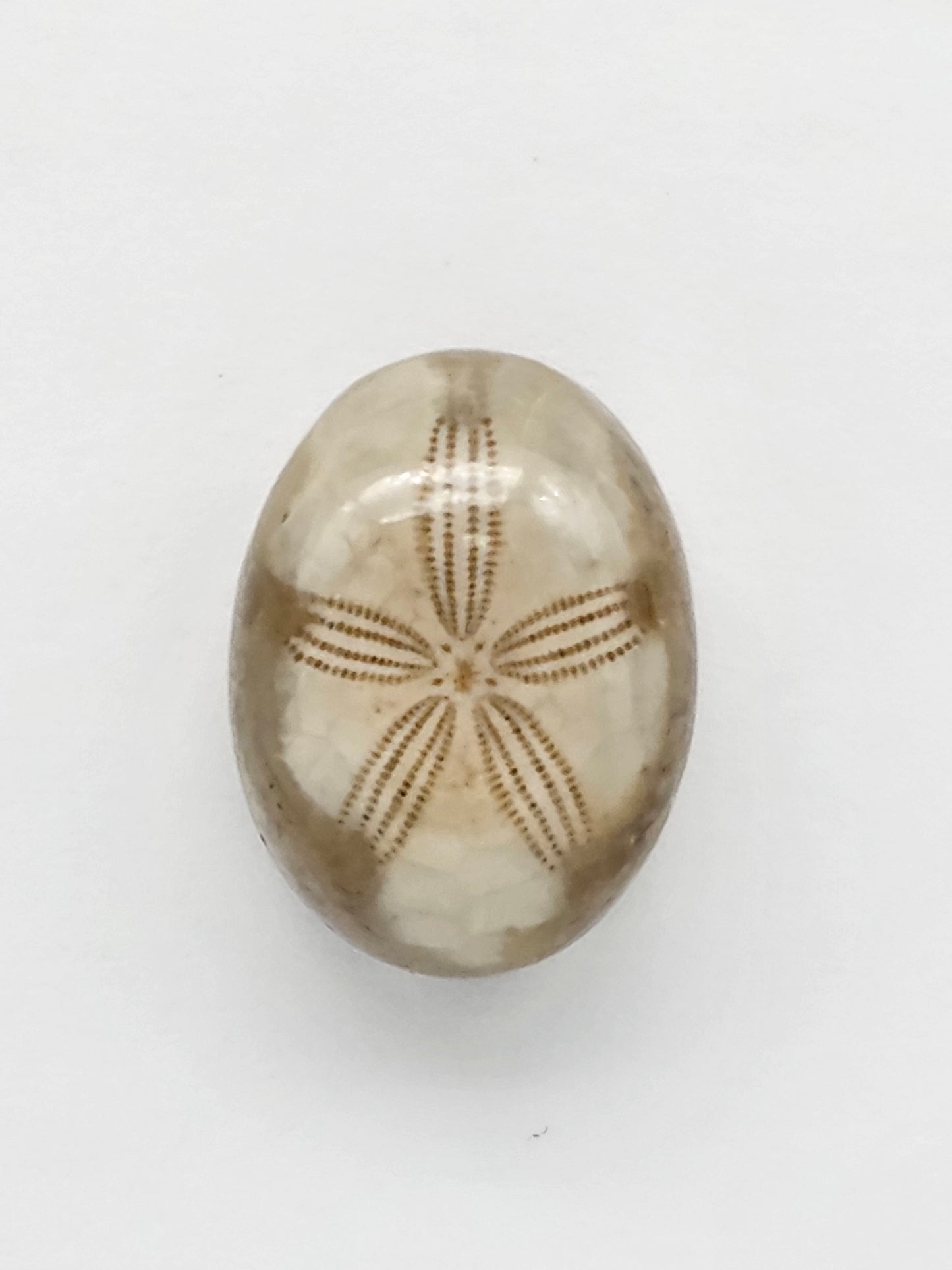 Sea Urchin (Sand Dollar) Fossil Cabochon – Mexican Echinoid