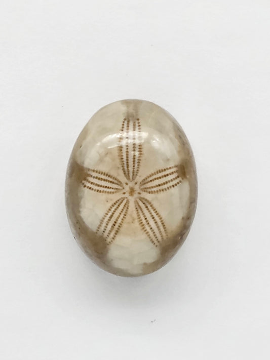 Sea Urchin (Sand Dollar) Fossil Cabochon – Mexican Echinoid
