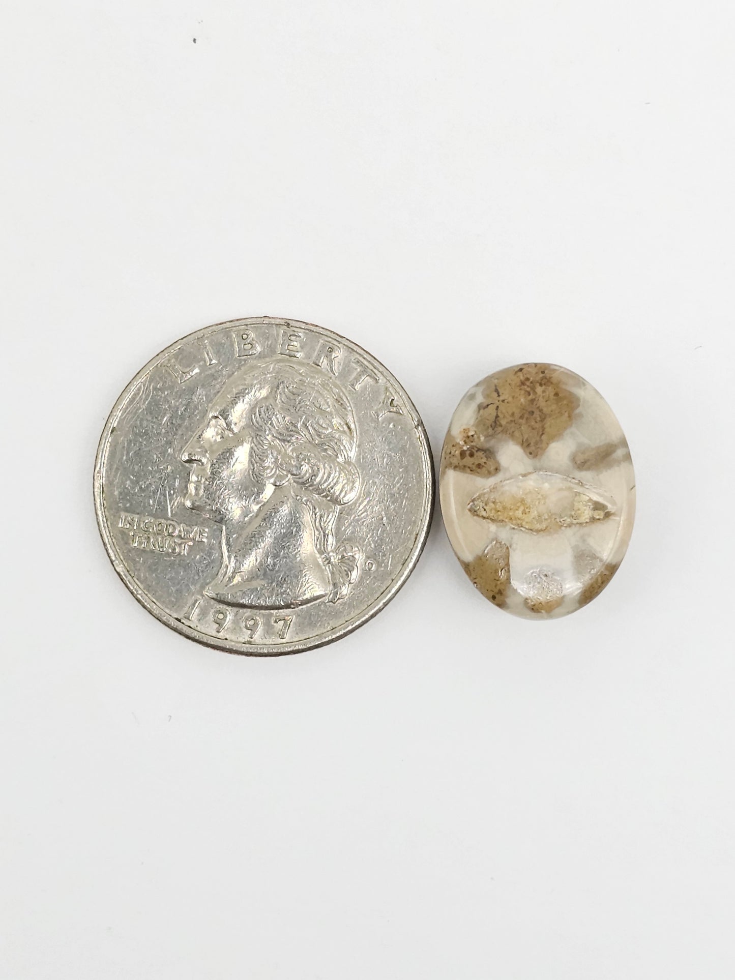 Sea Urchin (Sand Dollar) Fossil Cabochon – Mexican Echinoid