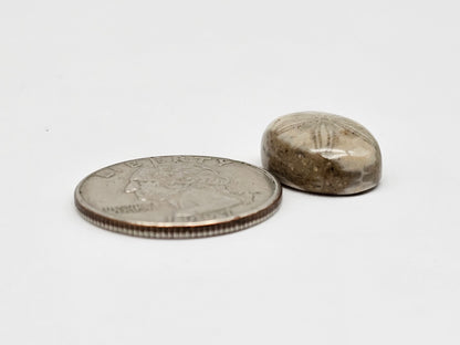 Sea Urchin (Sand Dollar) Fossil Cabochon – Mexican Echinoid