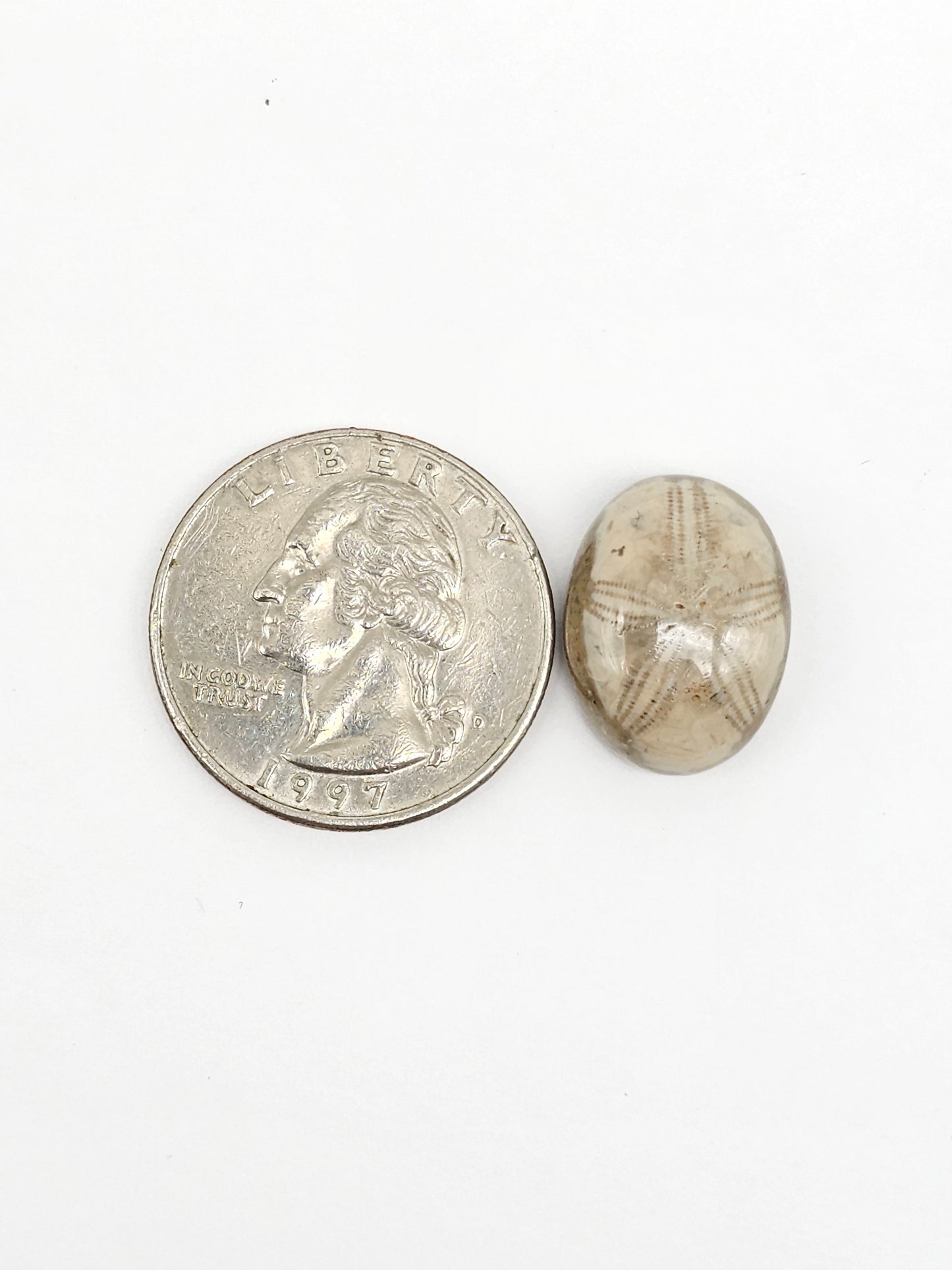 Sea Urchin (Sand Dollar) Fossil Cabochon – Mexican Echinoid